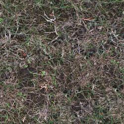 Seamless Grass 0001